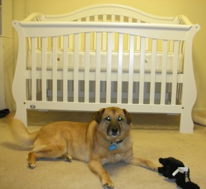 Dr. Robyn's Dog Casey and the crib